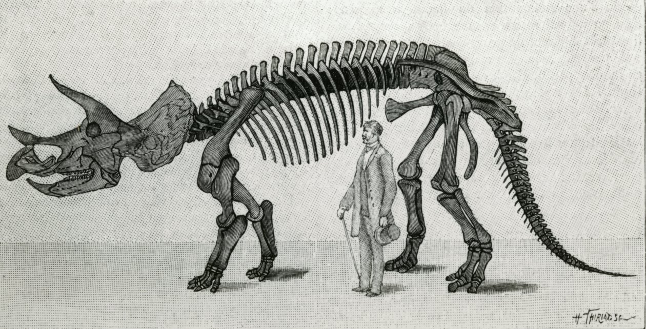 Skjelett av en Triceratops prorsus av Unknown artist