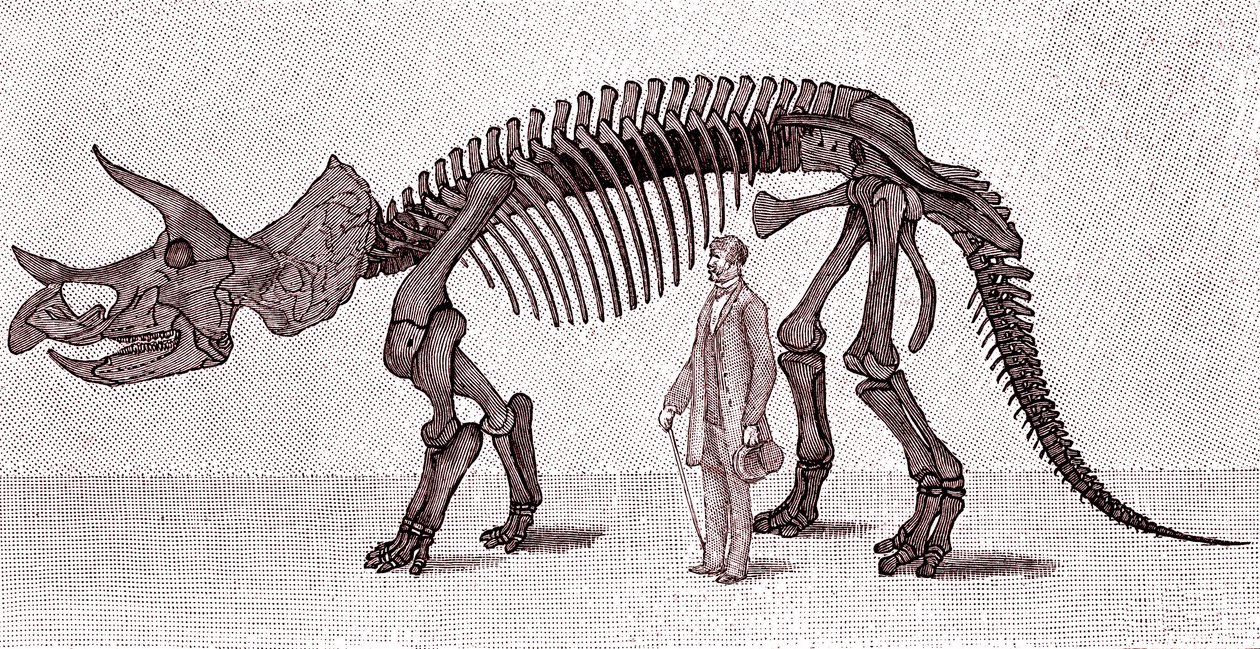 Skjelett av en Triceratops prorsus av Unknown artist