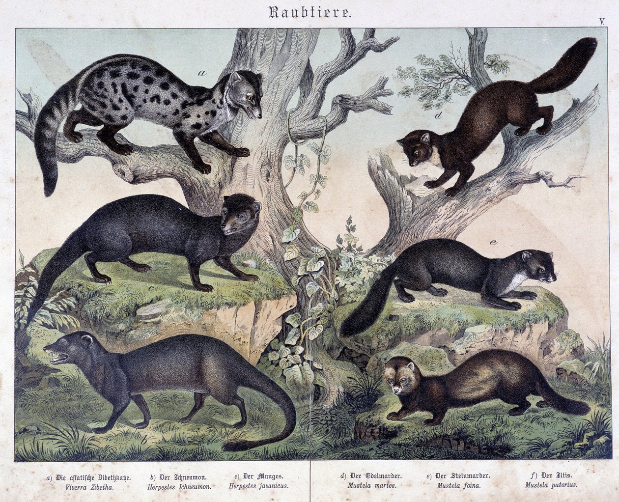 Små karaiser. i "Natural histories of pattedyr", red. Schreiber av Unknown artist