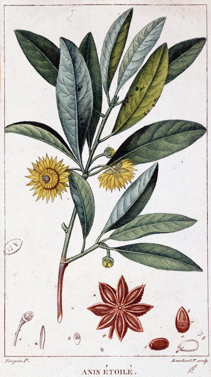 Stjerneanis - botanisk bord av Unknown artist