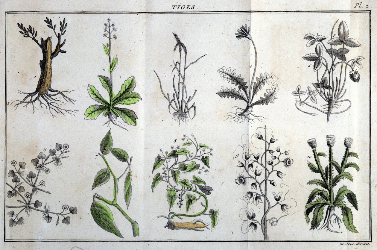 Stengler: i "" Flora Françoise, eller en kort beskrivelse av alle plantene som vokser naturlig i Frankrike, arrangert i henhold til en ny analysemetode som sitatet deres minst tvetydige dyder innen medisin og deres nytte i kunsten"" av J av Unknown artist