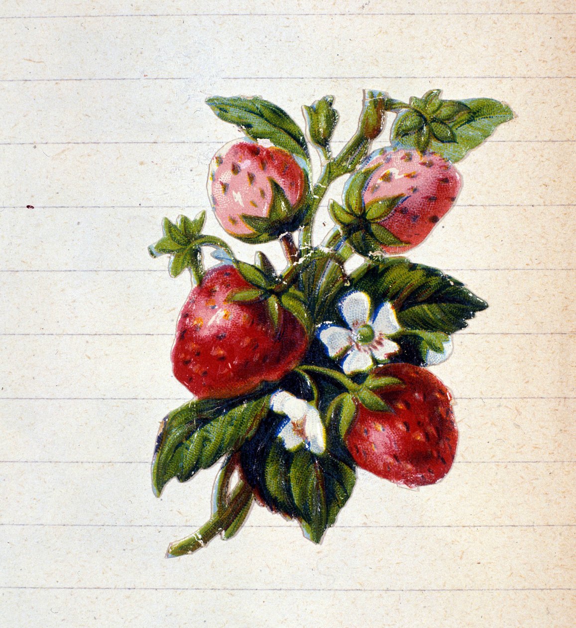 Jordbær. 1800-talls kromolitografi. av Unknown artist