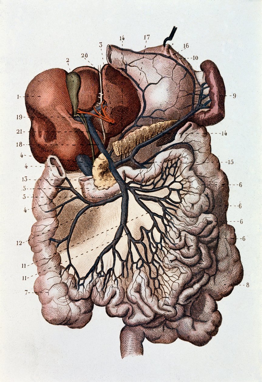 Studie av menneskelig hjerne, cerebrale hemisfærer og lillehjernen (gravering av Unknown artist
