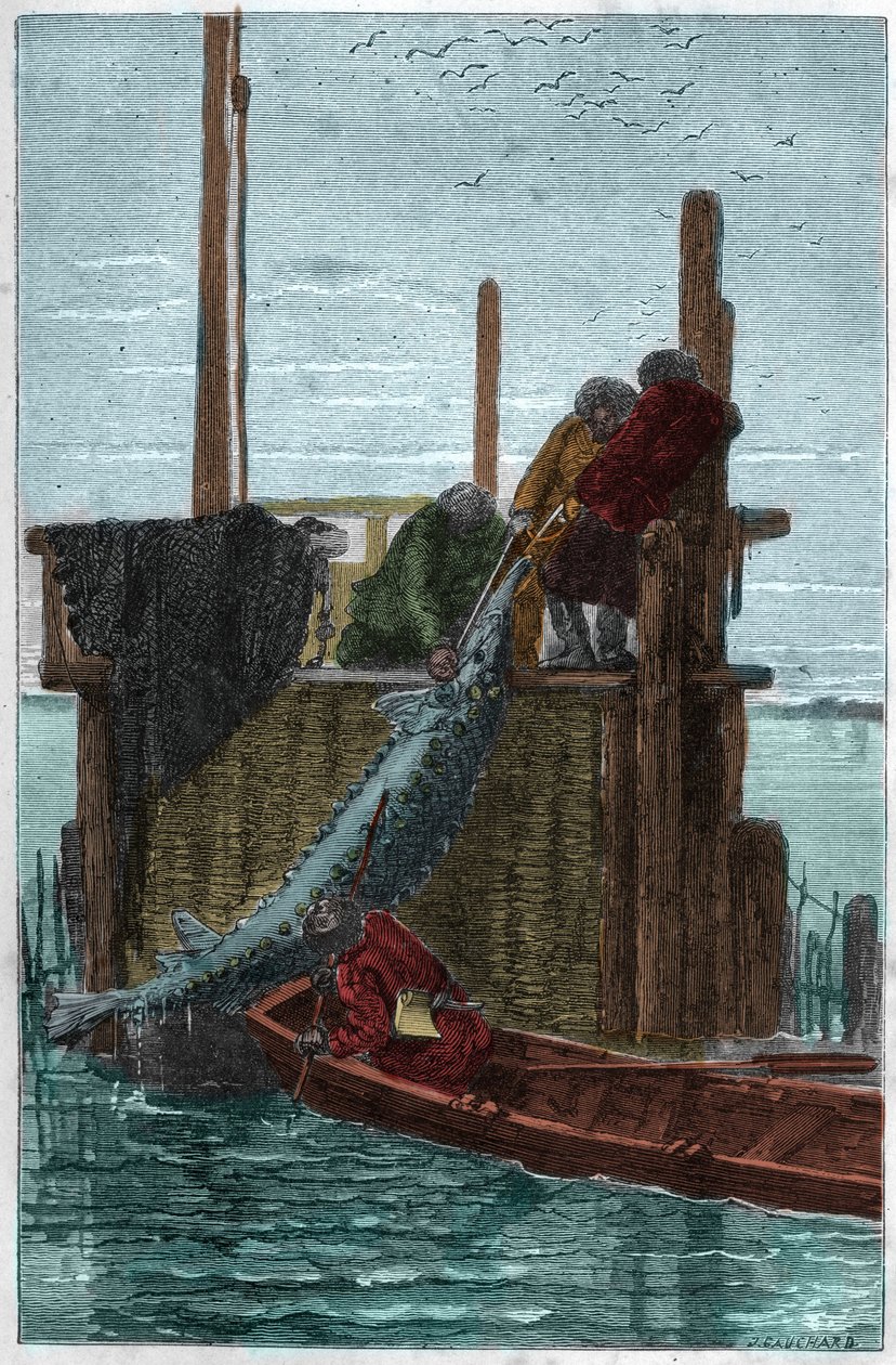 Størfiske i Volga-elven. (Sturgeon) (Acipenser sturio) av Unknown artist