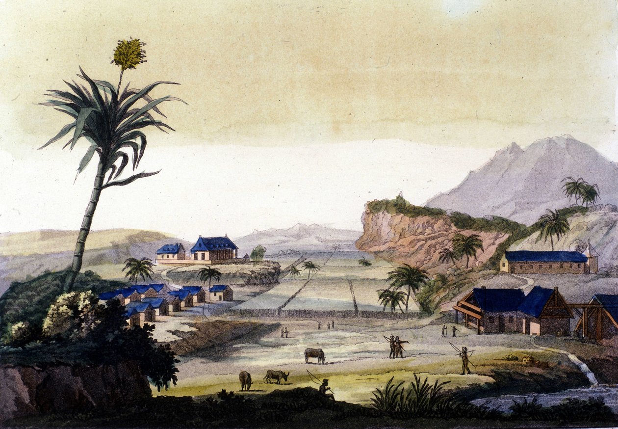 Sukkerrørdyrking i Sør-Amerika av Unknown artist