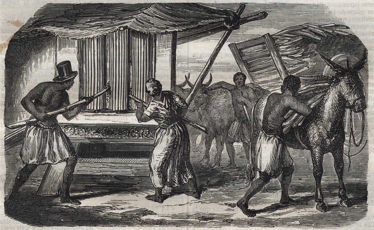 Sukkerproduksjon: en sukkerrørfabrikk i en sukkerfabrikk i Vestindia. Gravering fra 1859. av Unknown artist