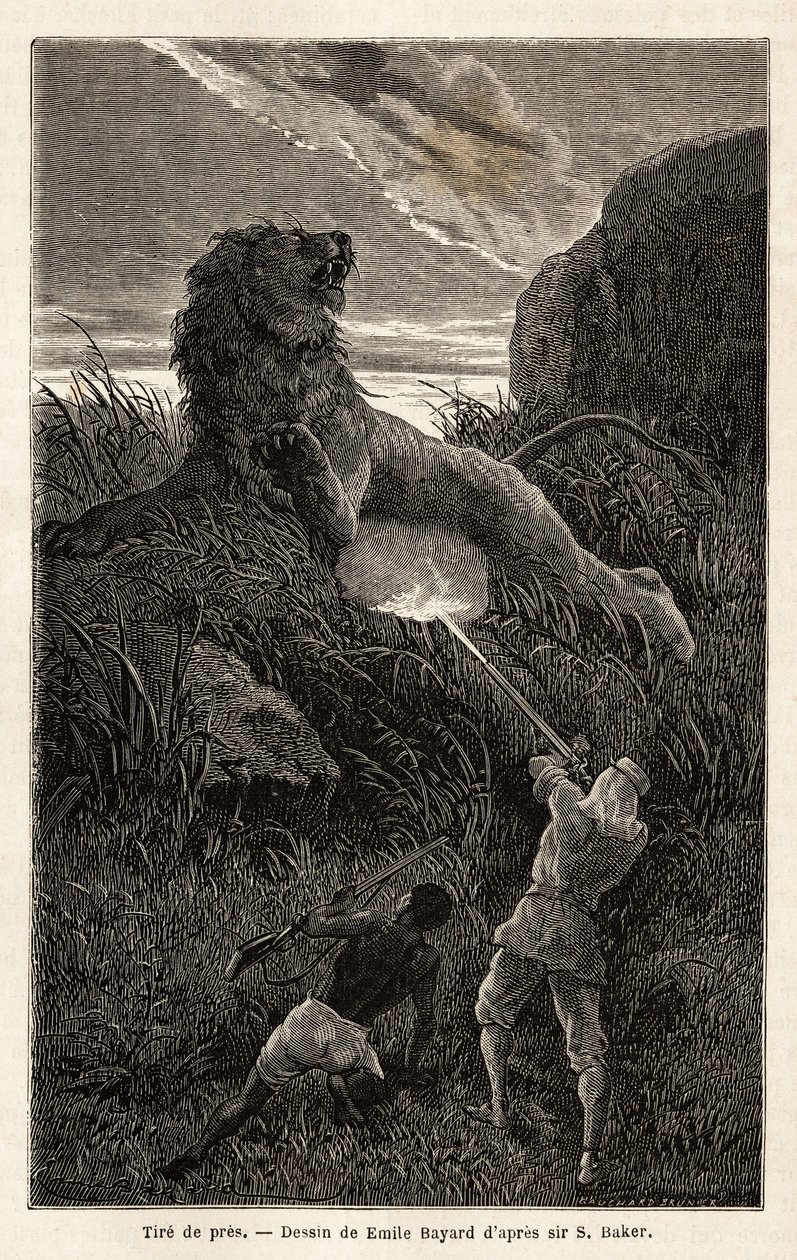 Overrasket av en løve under fotturen ved soloppgang, skyter forfatteren og sårer dyret. Gravering for å illustrere utforskningen av de abessiniske sideelvene til Nilen, av Sir Samuel W. Baker, i 1861-62, publisert i "" Le tour du monde"" 1870-1871, edi av Unknown artist