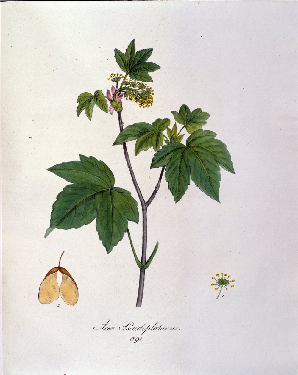 Sycamore Maple Branch. Botanisk tavle fra et herbarium fra begynnelsen av 1800-tallet. av Unknown artist