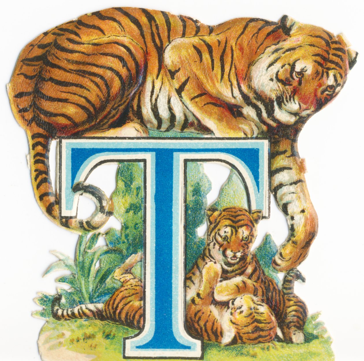 T: Tiger av Unknown artist
