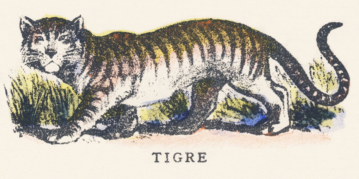T: tiger av Unknown artist