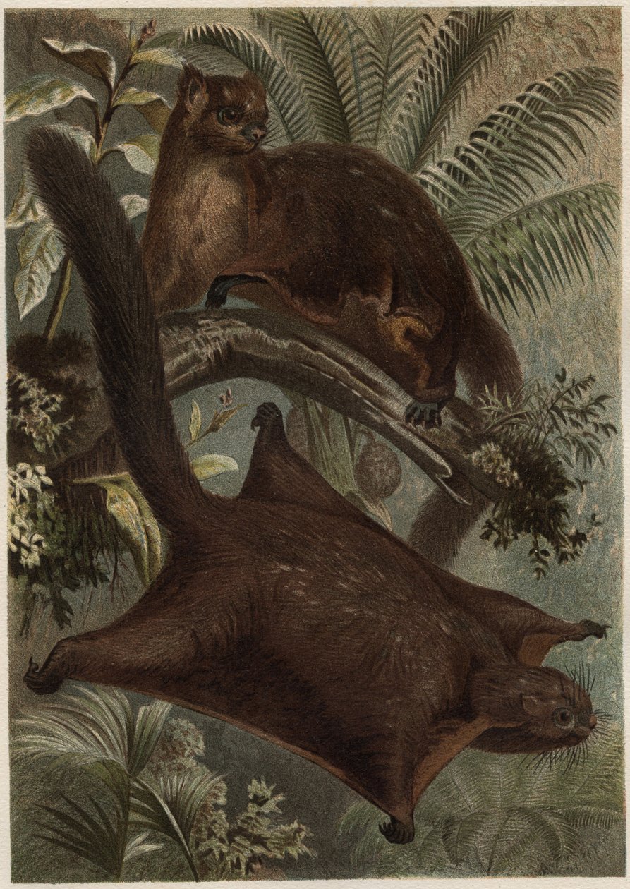 Taguan (Flying ekorn) (familie Sciuridae) - Ekorn (flygende ekorn) - gravering fra "" Brehms Dyreliv"" av Alfred Edmund Brehm (1829-1884) av Unknown artist
