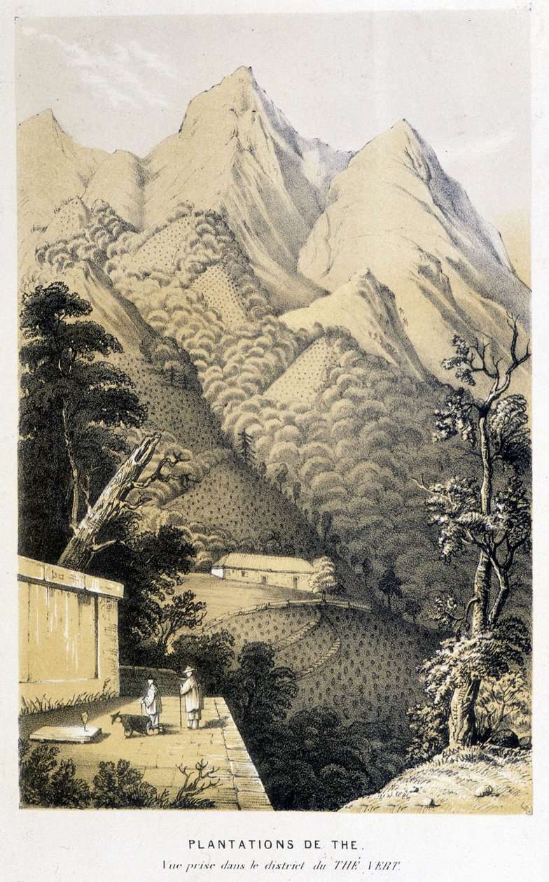 Teplantasje i Kina: utsikt tatt i grønn te-distriktet, Fortunes tur til Kina - gravering, n.d. av Unknown artist