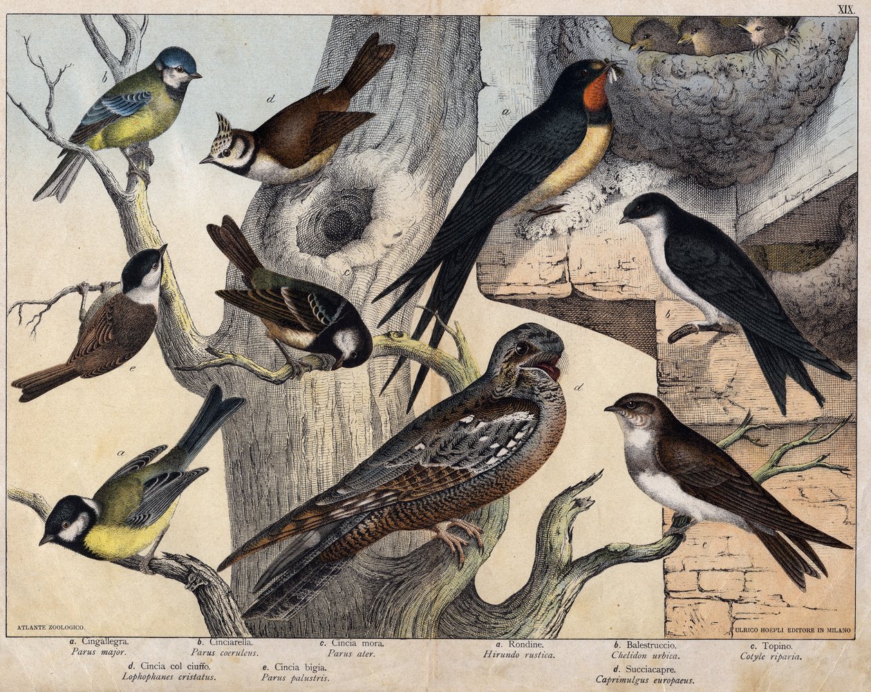 De 5 fuglene til venstre- a: Svale (Parus major), b: Blåøyd (Parus coreulus), c: Svarthåret (Parus ater), d: Svartøyd (Lopophanes cristatus), e: Svartøyd (Parus palustris) De 4 fuglene til høyre- a: rustikk svale (Hirondo rustica), b: svale av Unknown artist