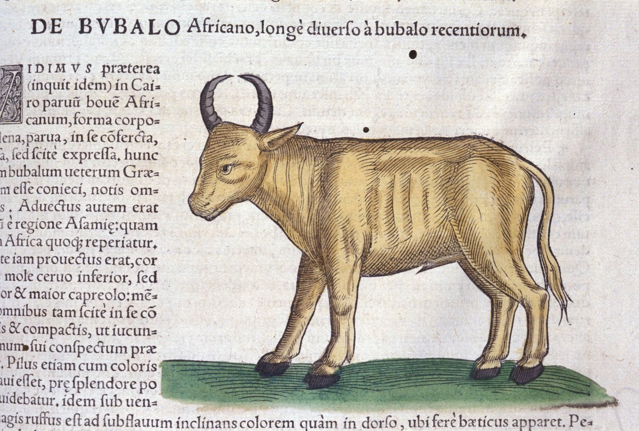 Den afrikanske bøffelen etter Historia animalium av Konrad Gesner, Tiguri av Unknown artist