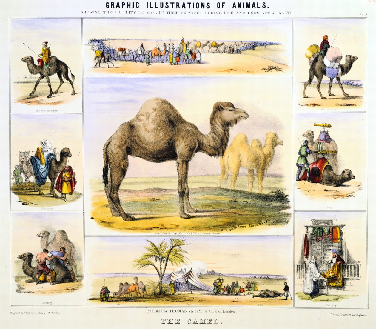 Kamelen: brukes til transport: melk: kjøtt: klut. Håndkolorert litografi av Waterhouse Hawkins, skaperen av de forhistoriske dyrene til Crystal Palace-utstillingen i 1851. Fra grafiske illustrasjoner av dyr og deres nytte til mennesket av Unknown artist
