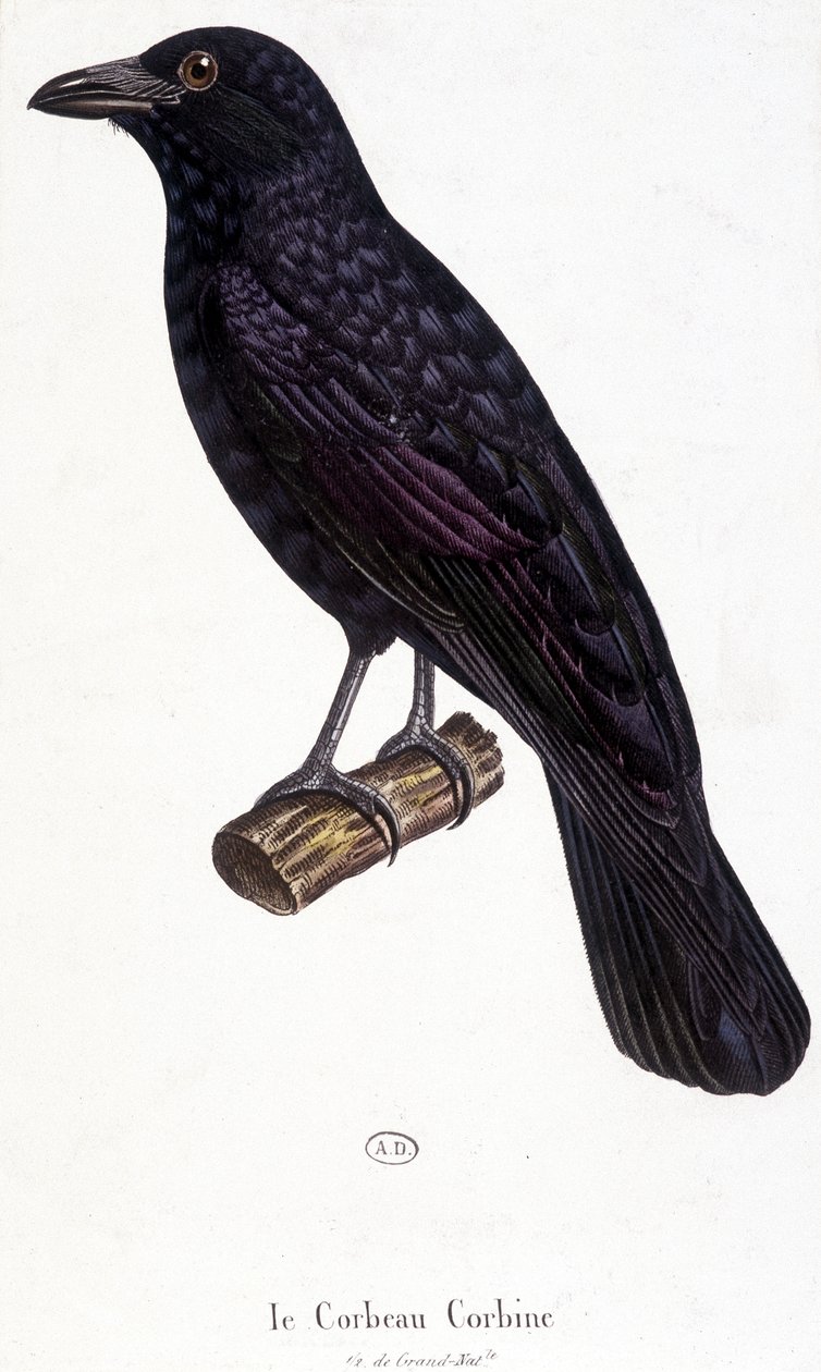 The Corbine Raven - naturhistorisk styre av Unknown artist