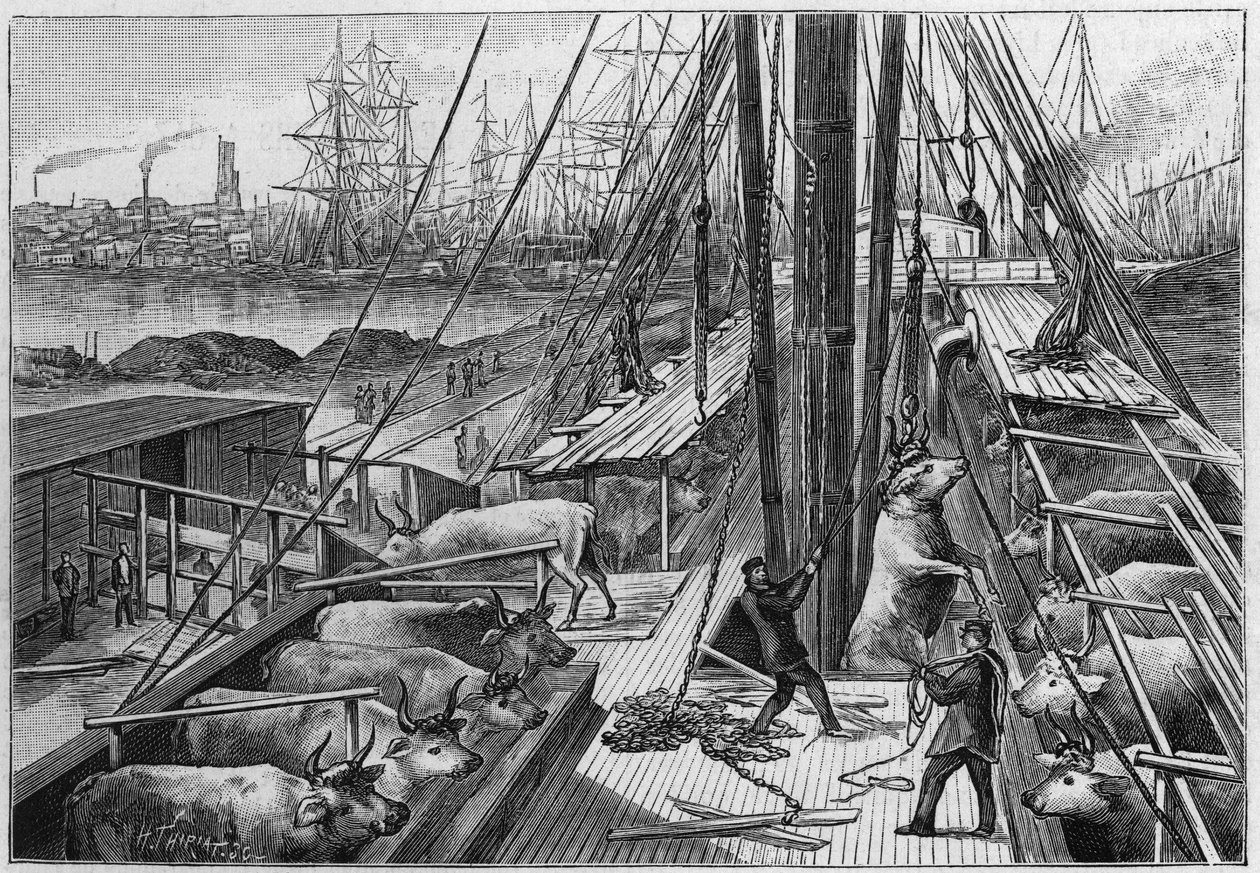 The English steamer “Bellenden”, carrying 90 oxen from Argentina, arrived in the port of Dunkirk on January 18 av Unknown artist