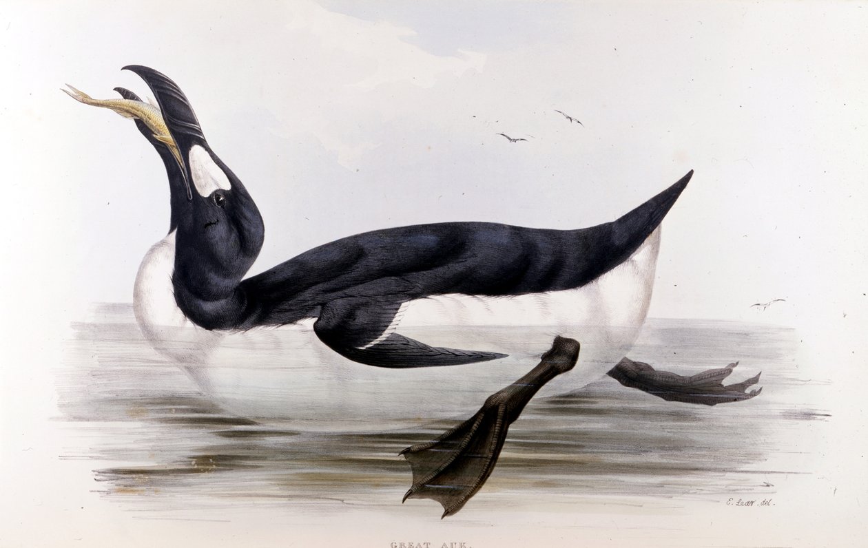 Kjempepingvinen (Alca Impennis) - i fuglene i Europa» av John Gould, London av Unknown artist