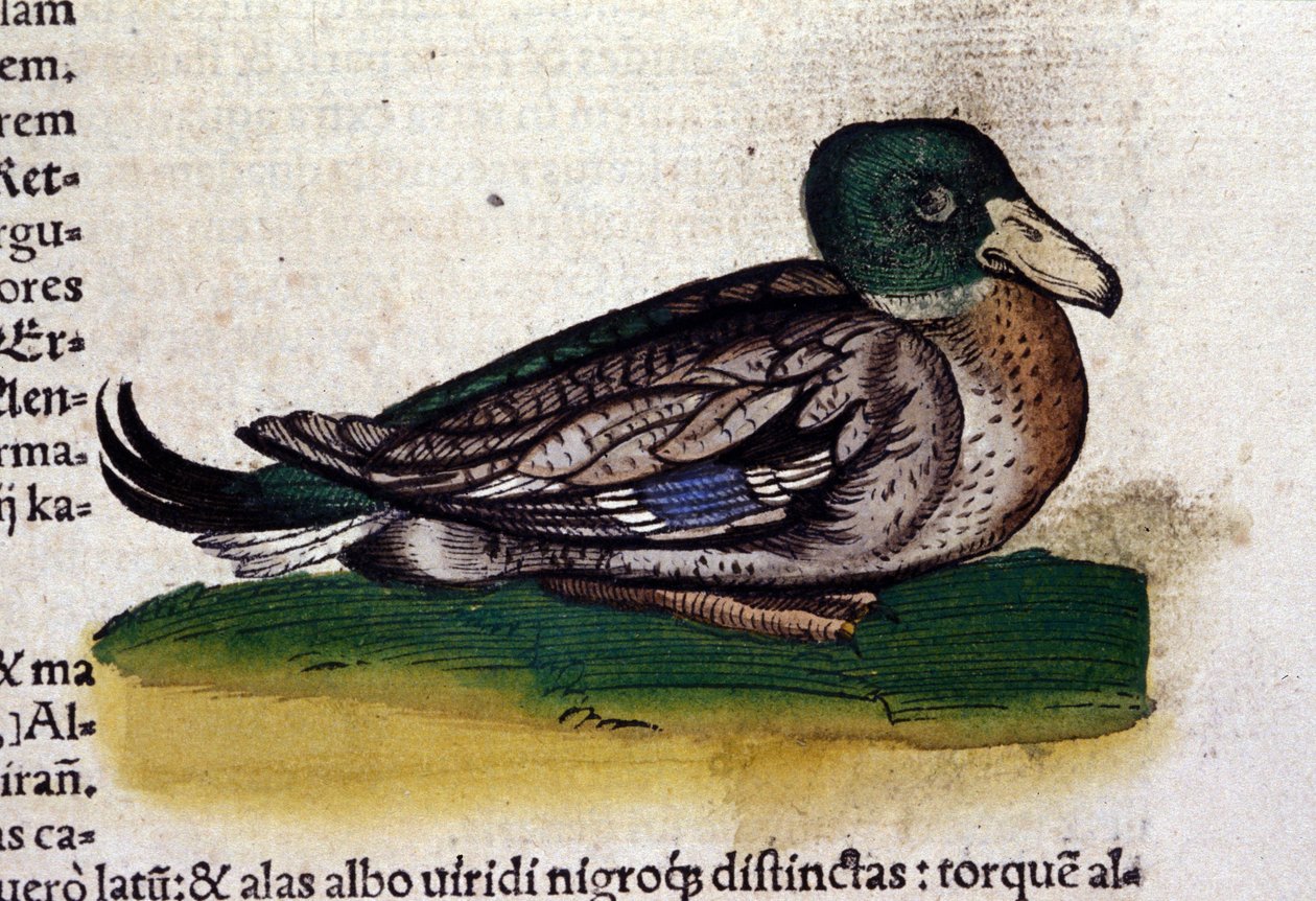 The Harle in History of Animals av Conrad Gesner (1516 - 1565), Tiguri av Unknown artist