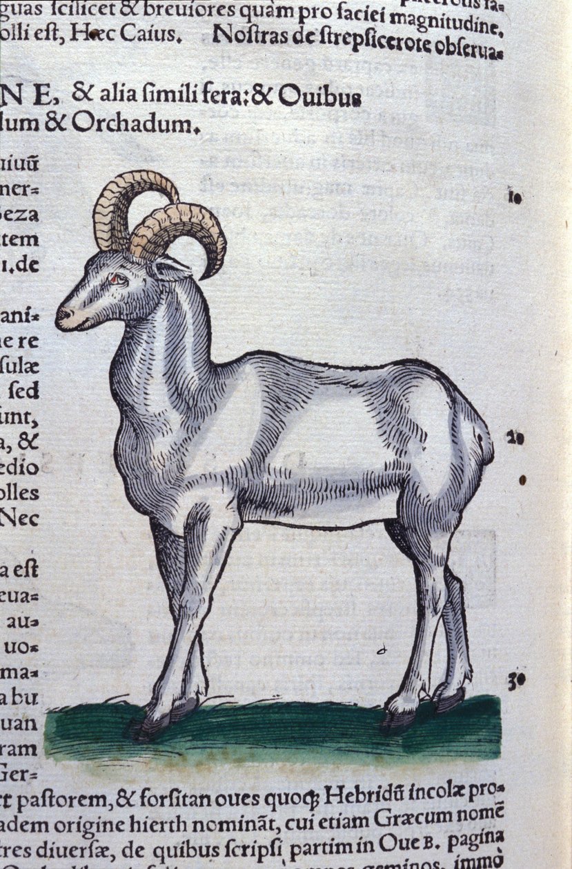 Ibex in Historia Animalium av Conrad Gesner (1516 - 1565), Tiguri av Unknown artist