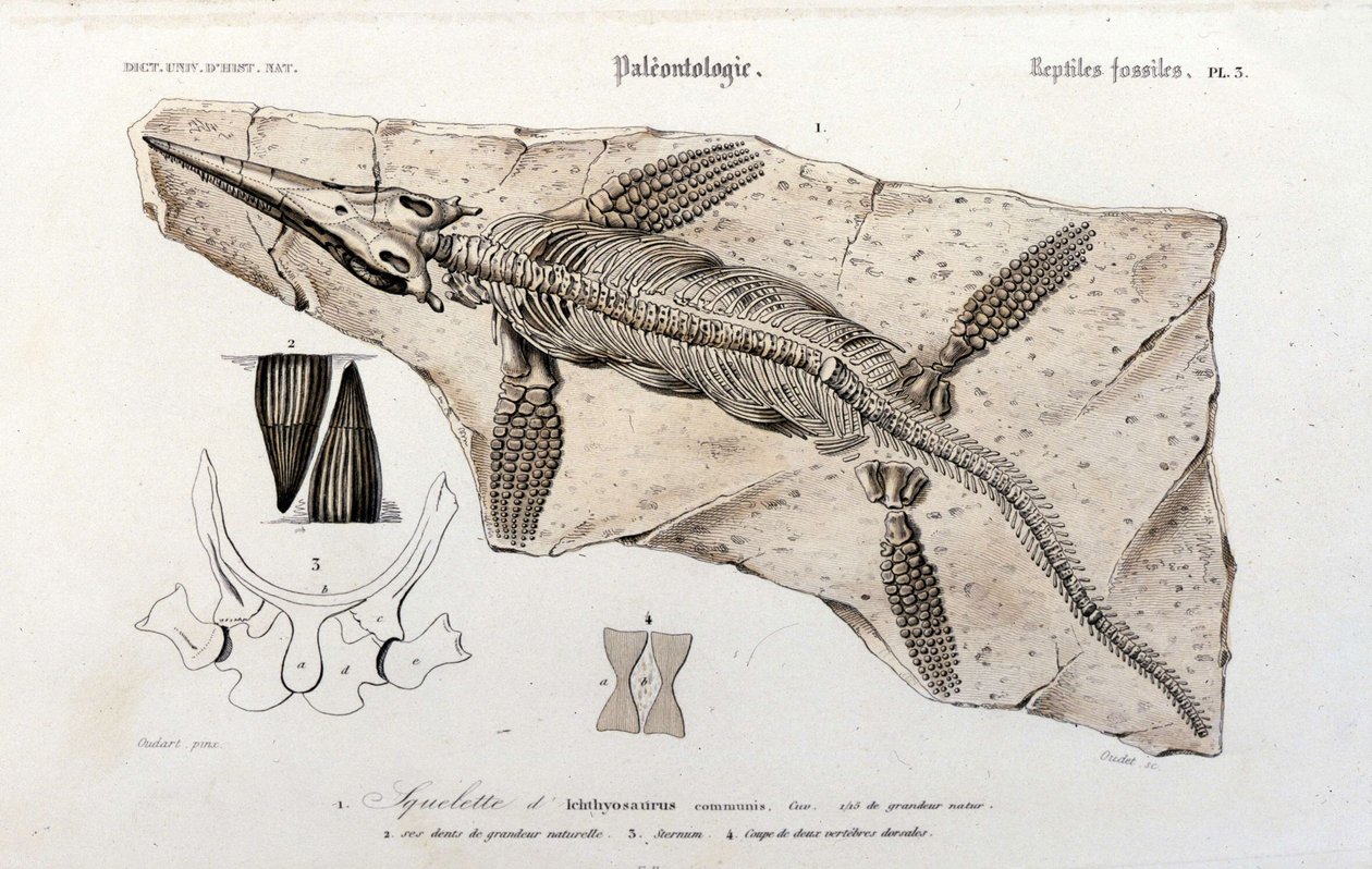 Ichthyosauren fra Universal Dictionary of Natural History av Unknown artist