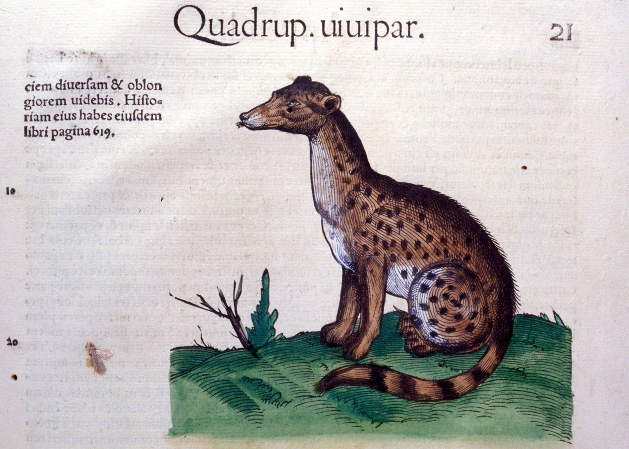 The Jackal - in History of Animals av Conrad Gesner (1516 - 1565), Tiguri av Unknown artist