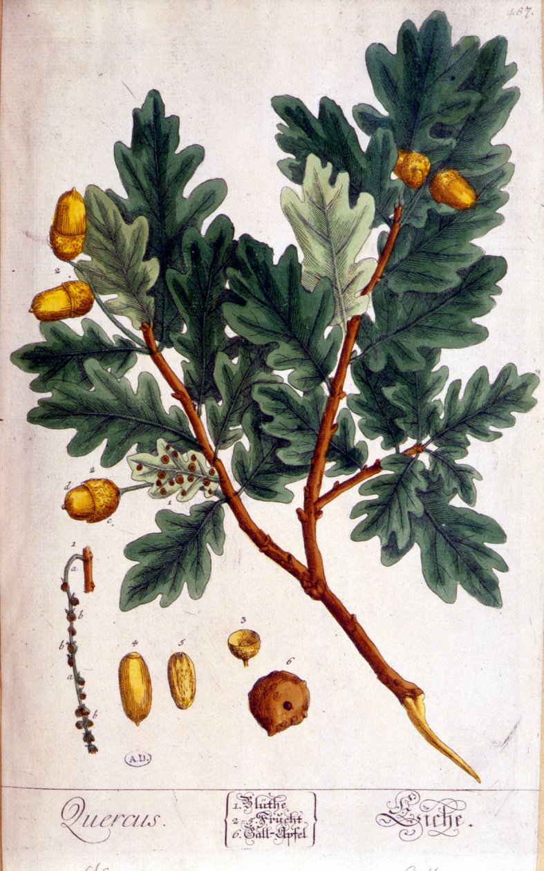 Eiken (Quercus) - botanisk bord av Unknown artist