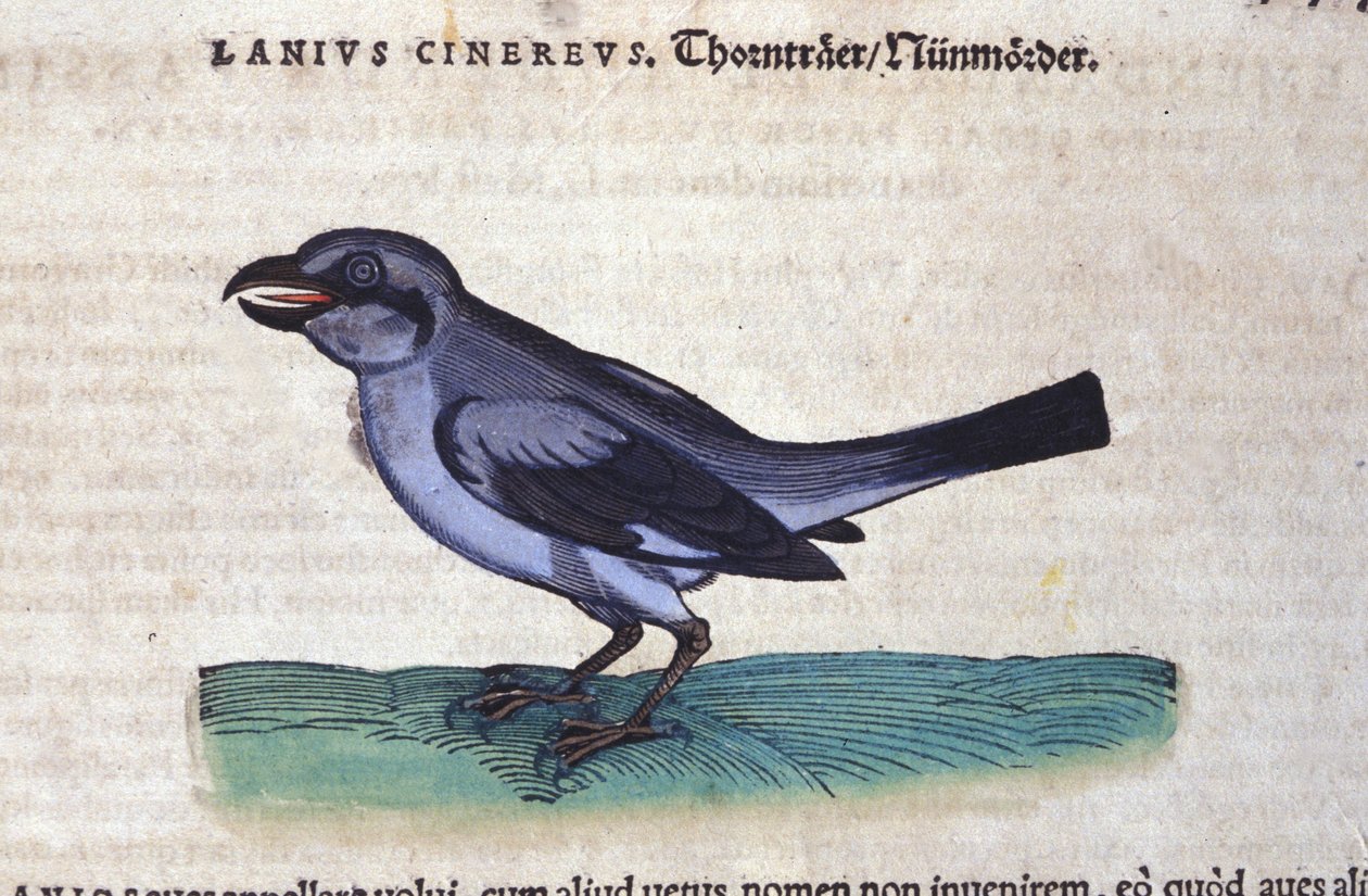 Shrike in History of Animals av Conrad Gesner (1516-1565), Tiguri av Unknown artist