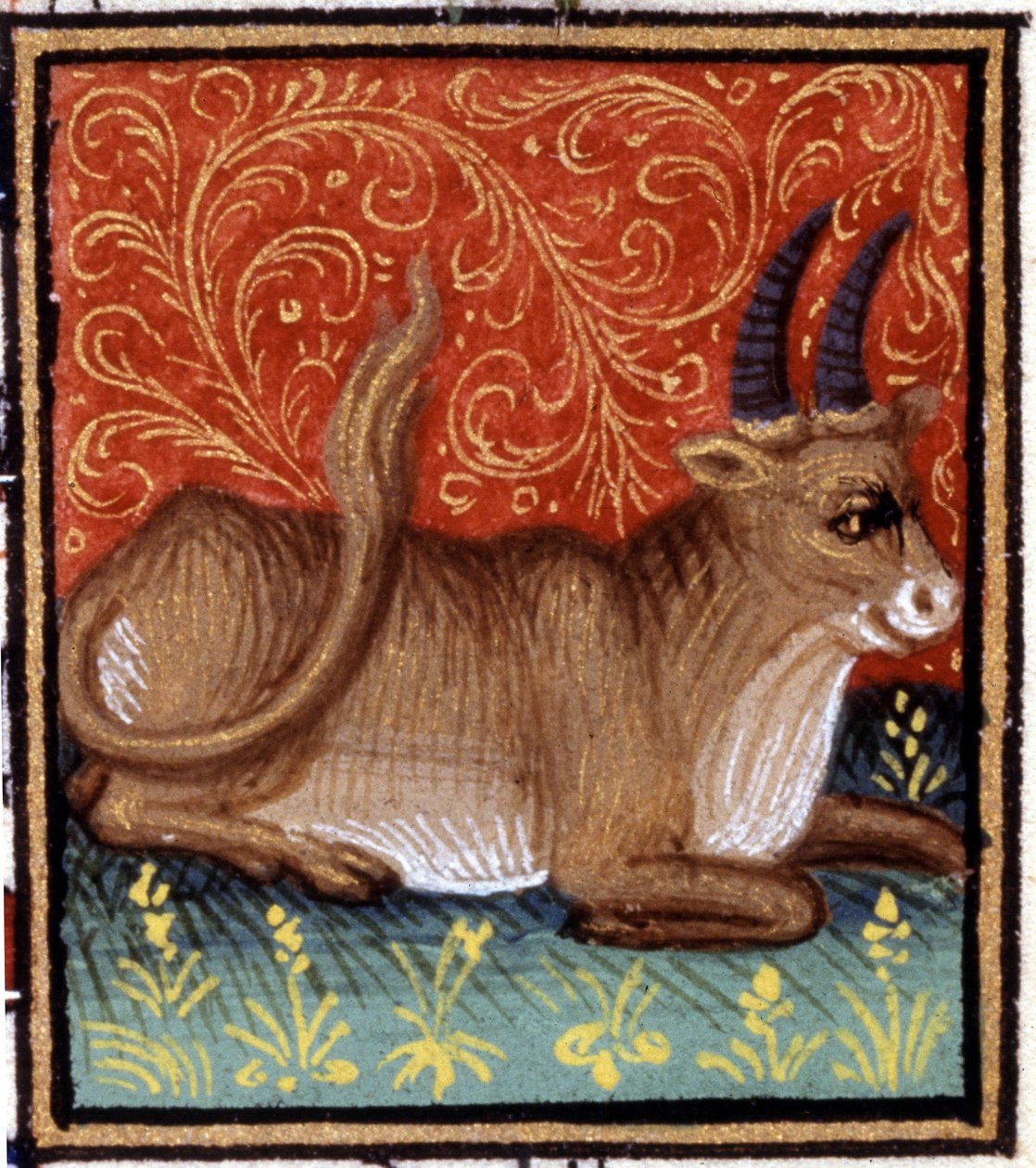 Tyren. Miniatyr av et horoskop. 1400-talls manuskript. Bibl. Trivulziana, Milano. av Unknown artist