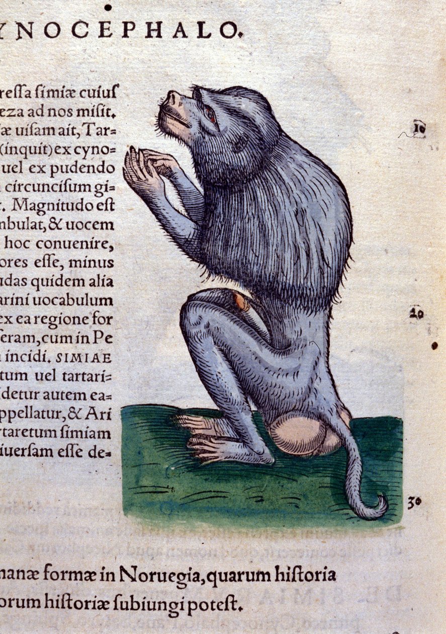 Bavianen etter dyrenes historie av Konrad Gesner, Tiguri av Unknown artist