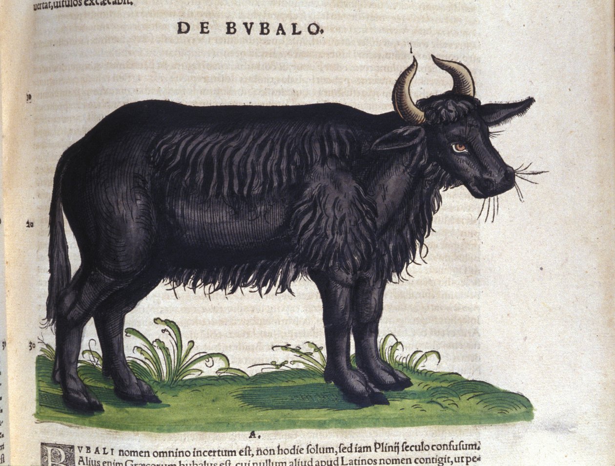 Bøffelen etter Historia animalium av Konrad Gesner, Tiguri av Unknown artist