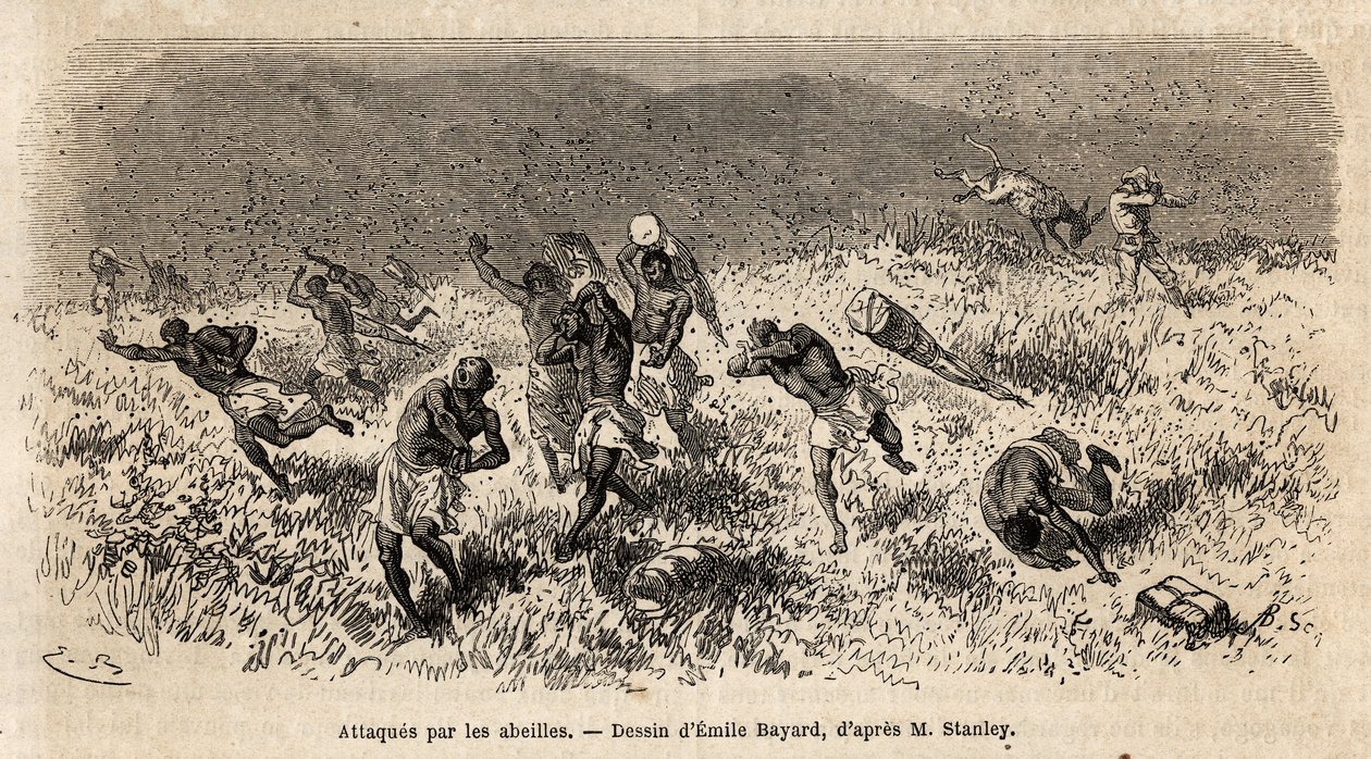 Karavanen av bærere av Henry Morton Stanleys ekspedisjon (1841-1904) på Misonghi-veien (Øst-Afrika) ble angrepet av en sky av bier. Gravering for å illustrere reisen på jakt etter Livingstone, i Sentral-Afrika, av Henry Stanley, korrespondent for av Unknown artist