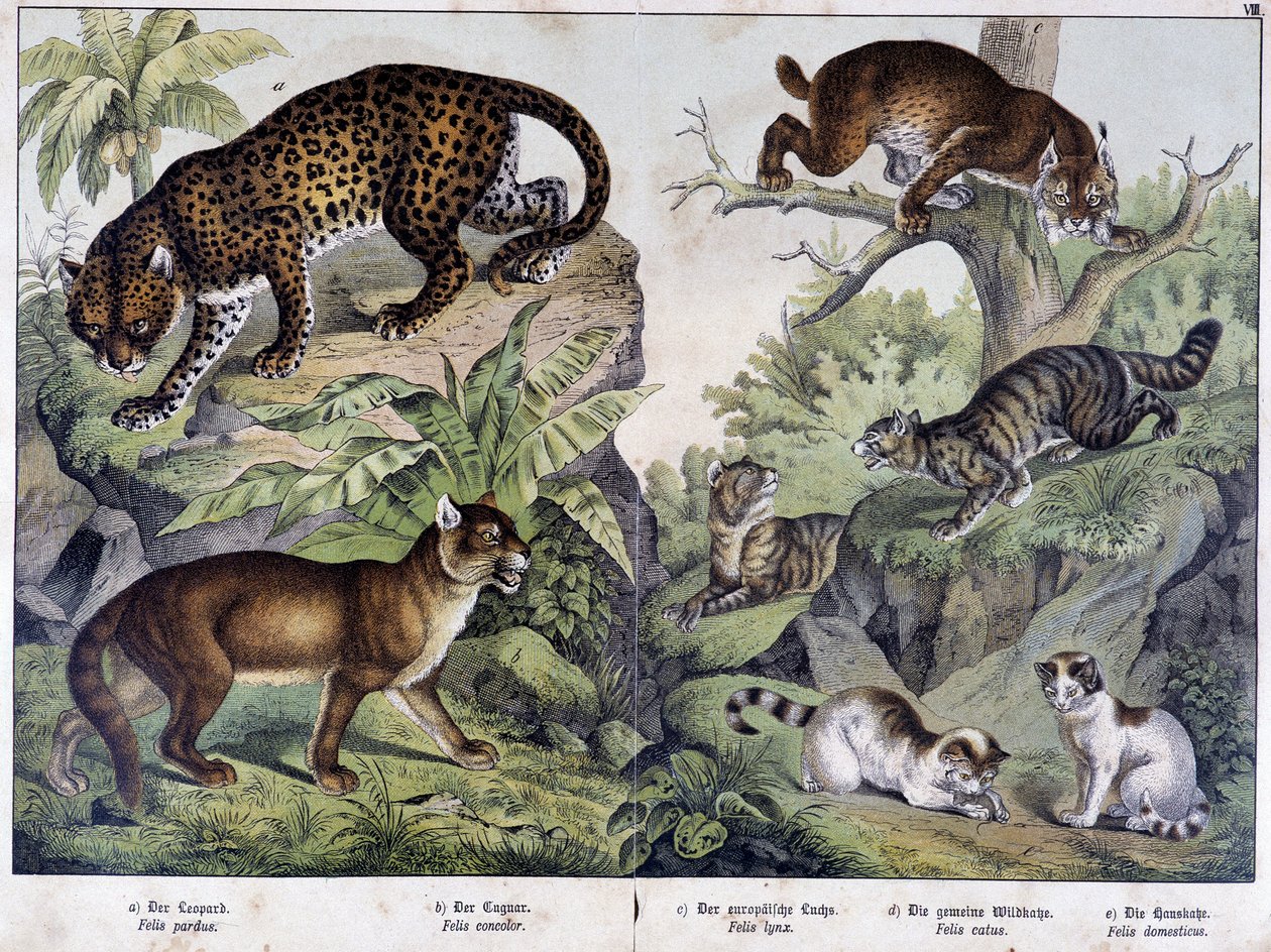 Kattene: Leopard, cougar, gaupe (øverst til venstre), villkatt (høyre, midten), huskatt - i "" Natural histories of pattedyr"", red. Schreiber av Unknown artist