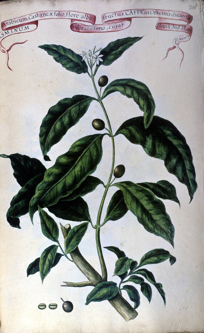 Kaffetreet. Herbarium fra 1800-tallet. av Unknown artist