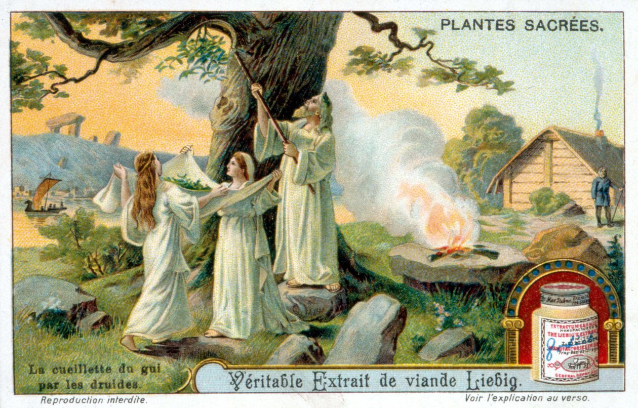 Samlingen av misteltein av druidene - Liébig reklameetikett. Kromolitografi 1800-tallet av Unknown artist