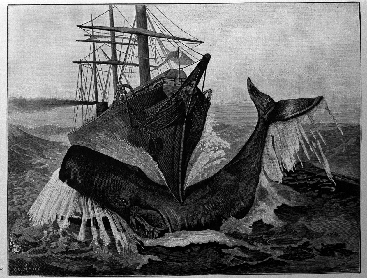 Kollisjonen mellom en båt og en sovende hval. av Unknown artist