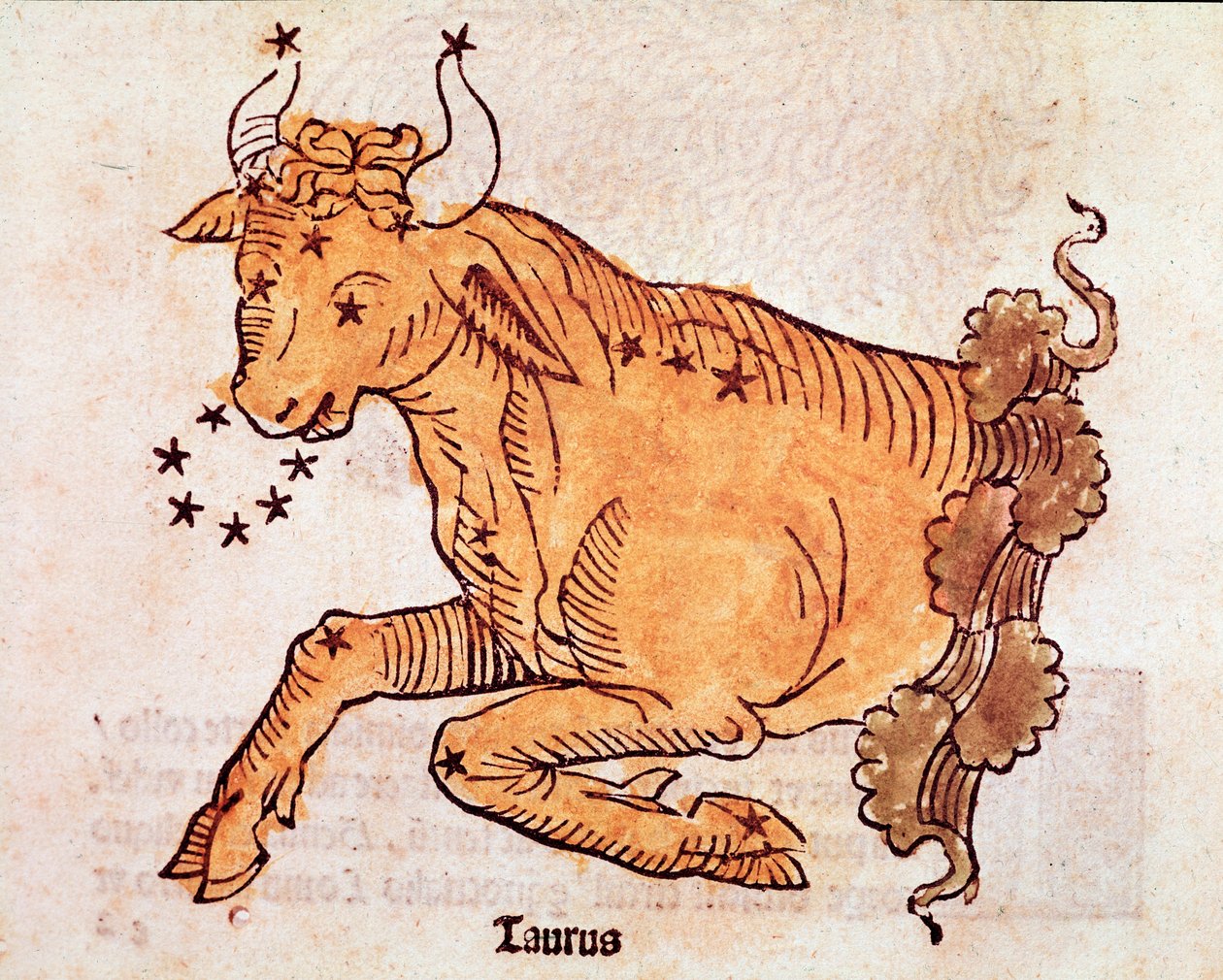 Konstellasjonen av oksen Detalj kommer fra "" Poeticon astronomicon"" tilskrevet den romerske historikeren Hyginus (Gaius Julius Hyginus) (1. århundre f.Kr.) 1482 Ven. av Unknown artist