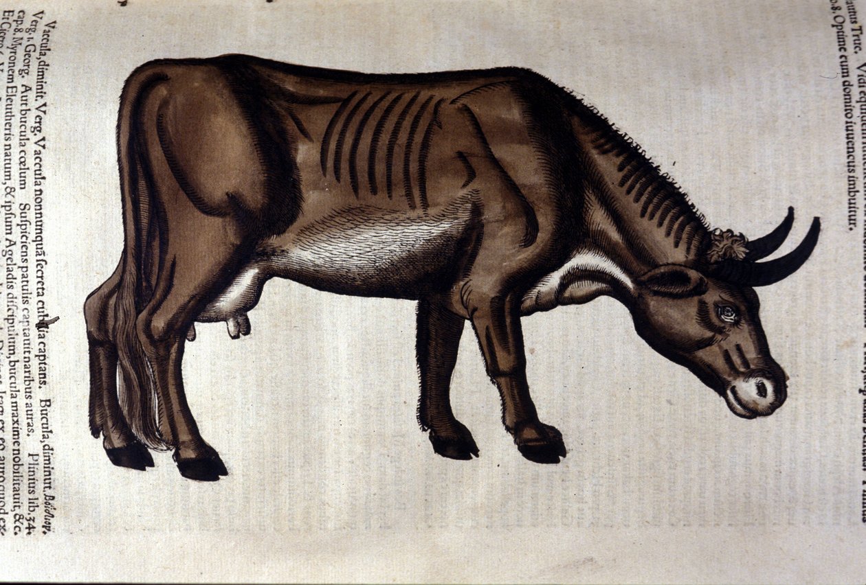Kua etter Dyr av Konrad Gesner, Tiguri av Unknown artist
