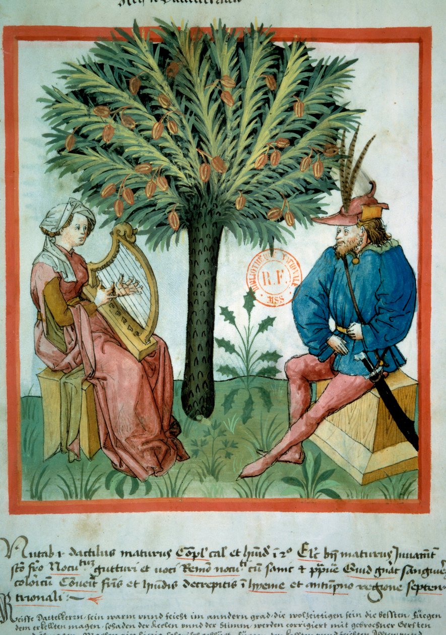 Datomakeren. En kvinne spiller lyre foran en mann som hører på musikk. I bakgrunnen et palmetre som det vokser dadler på. Belysning fra handel med medisin og kosthold (ms. lat. 9333) "" Tacuinum sanitatis""" etter handel med medisin "" Kitab av Unknown artist