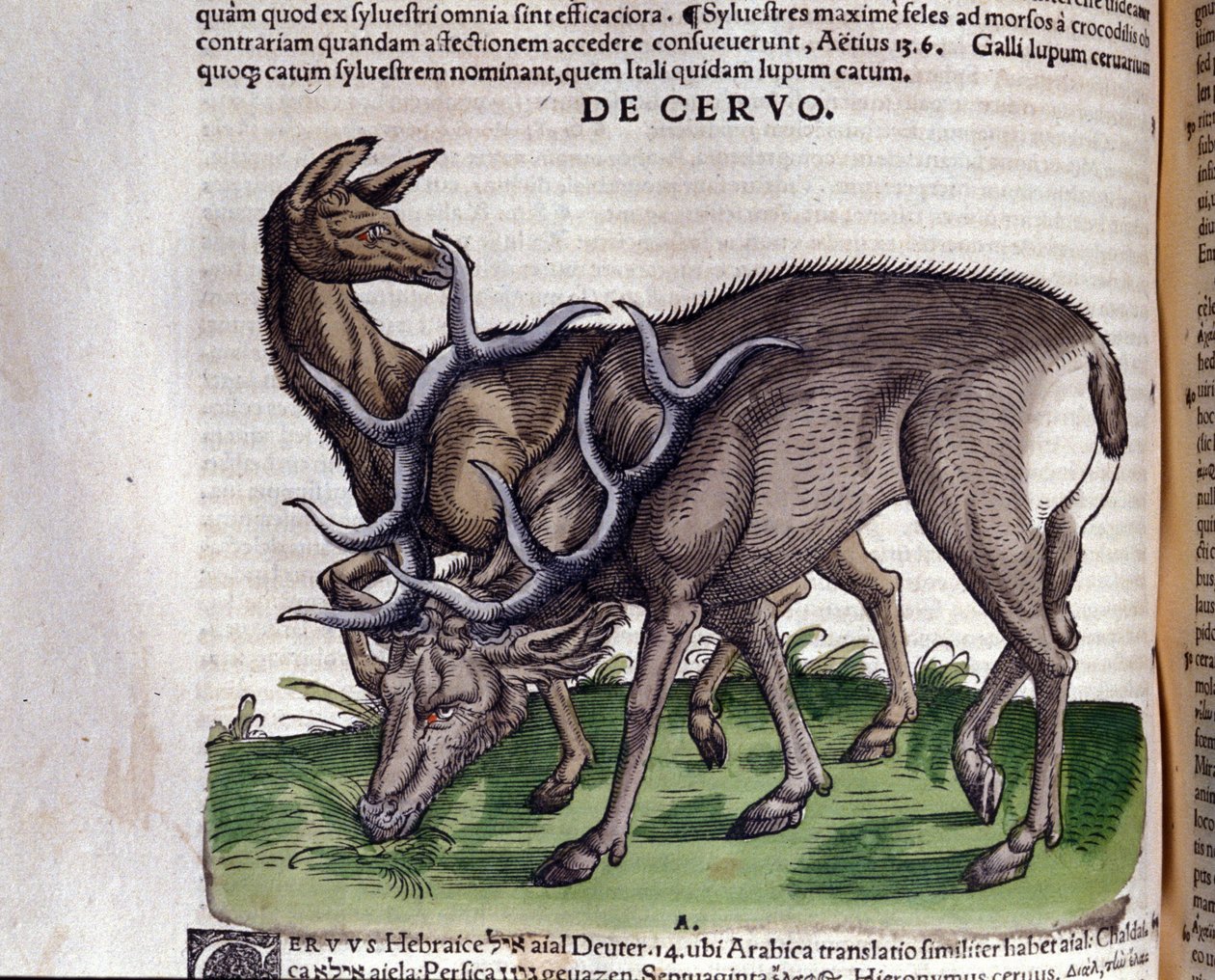 Hjorten etter Historia animalium av Konrad Gesner, Tiguri av Unknown artist