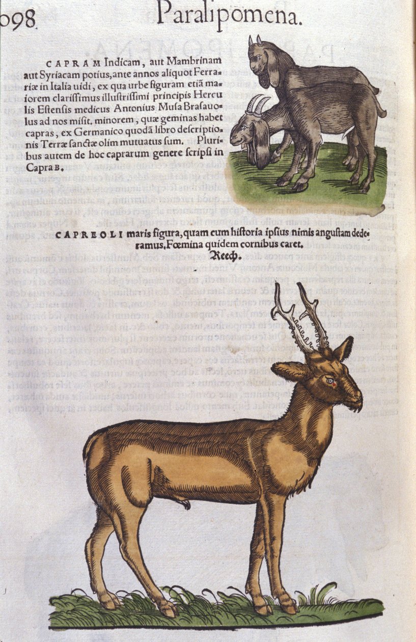 Theer in History of Animals av Conrad Gesner (1516 - 1565), Tiguri av Unknown artist