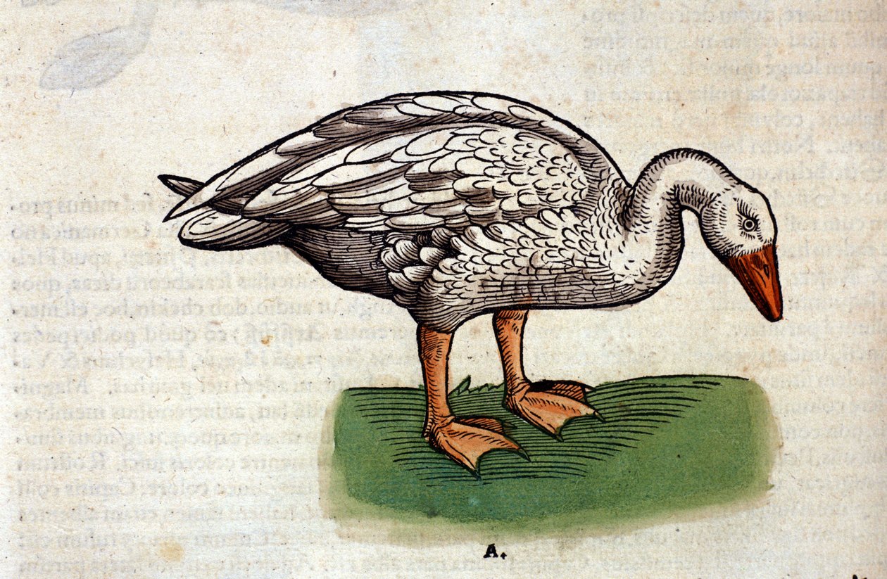 Tamgåsen etter Historia animalium av Konrad Gesner, Tiguri av Unknown artist