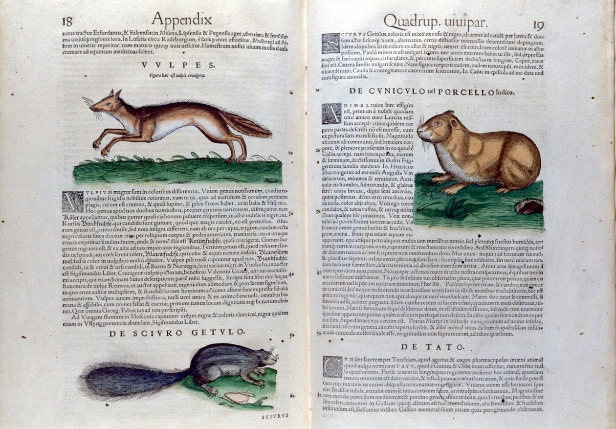 Dobbeltsiden av gnagere i Historia Animalium av Conrad Gesner (1516 - 1565), Tiguri av Unknown artist