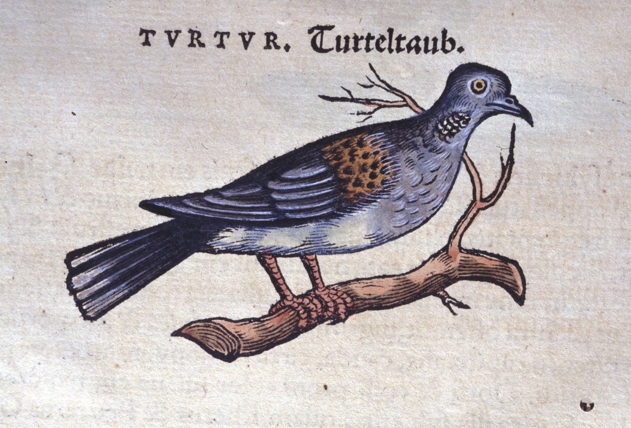 Duen - fra Historia animalium av Konrad Gesner, Tiguri av Unknown artist