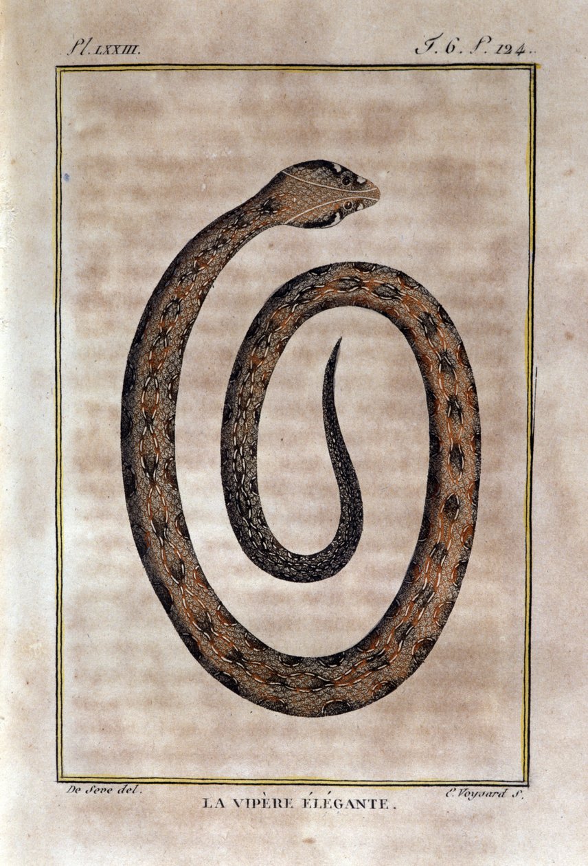 Den elegante hoggormen. Plate hentet fra et forræderi av Natural History av "" Works of Buffon"" av naturforsker Georges Louis Leclerc, greve av Buffon (1707 - 1788). 1800-tallet av Unknown artist
