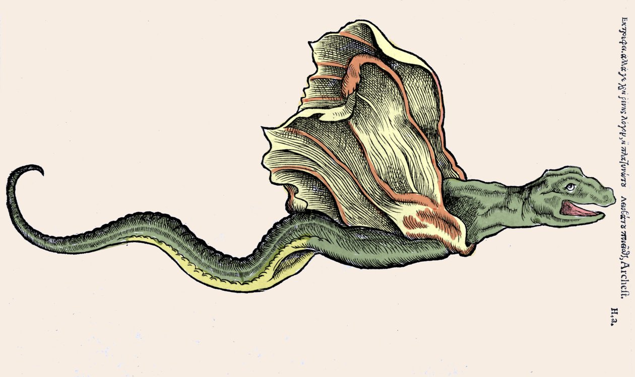 Den flygende dragen Amphiptere (Amphithere eller Amphitere eller Amphipthere) Gravering i dyrenes historie av Conrad Gesner (1516 - 1565), Tiguri av Unknown artist