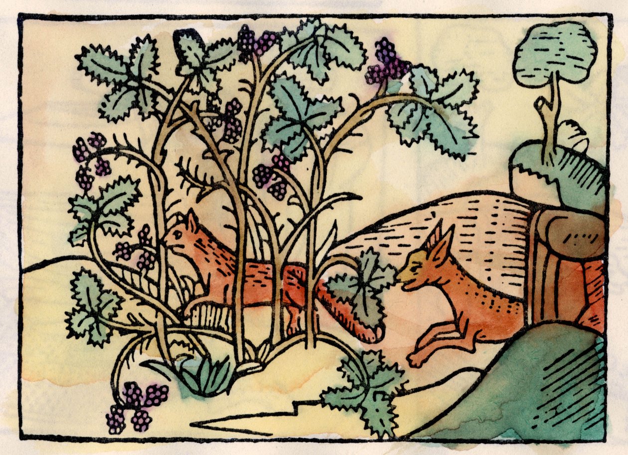 Reven og druene. Fable of Asop (gravering fra 1500-tallet) av Unknown artist