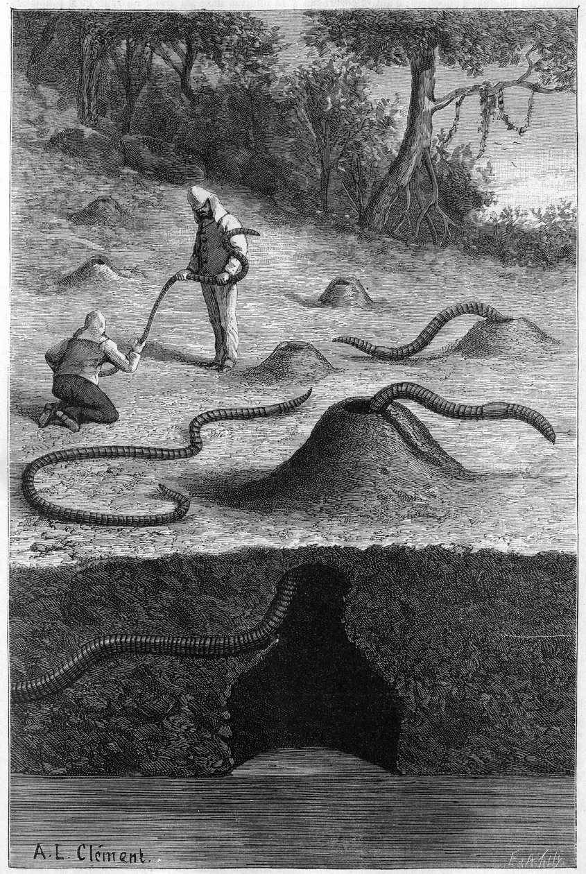 Den gigantiske meitemarken fra Australia: “Megascolides australis””. Gravering i "" Nature: gjennomgang av vitenskapene og deres anvendelser til kunst og industri "" av 13. april 1889. av Unknown artist