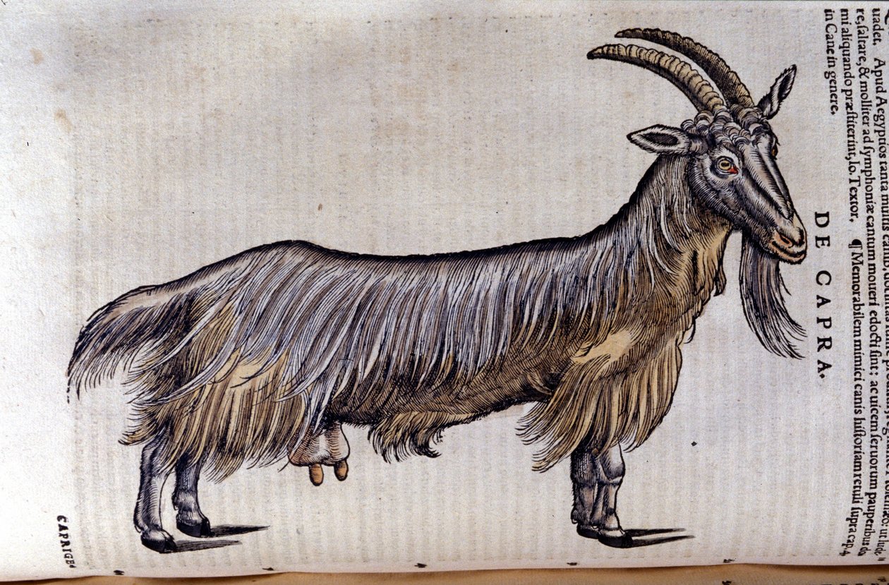 Bukken etter Historia animalium av Konrad Gesner, Tiguri av Unknown artist