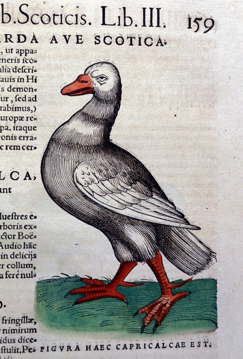Gåsen etter Historia animalium av Konrad Gesner, Tiguri av Unknown artist